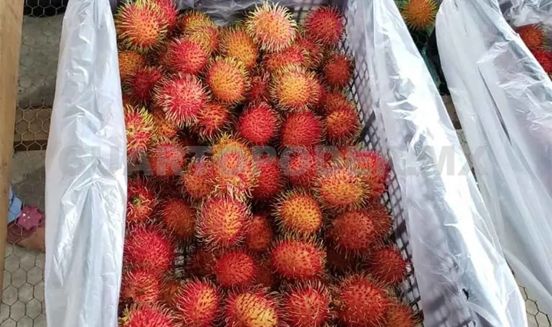 Exportan vía aérea 40 toneladas de rambután