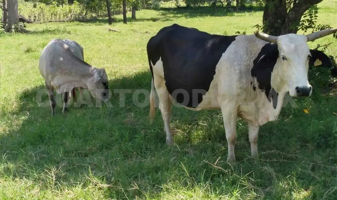 El campo, así como la producción ganadera y alimenticia enfrentan una dura crisis. CP