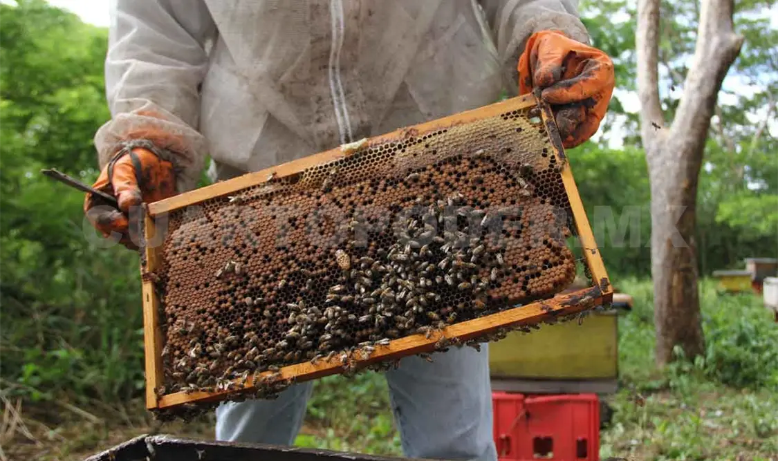 52 % de polinizadores en peligro de extinción