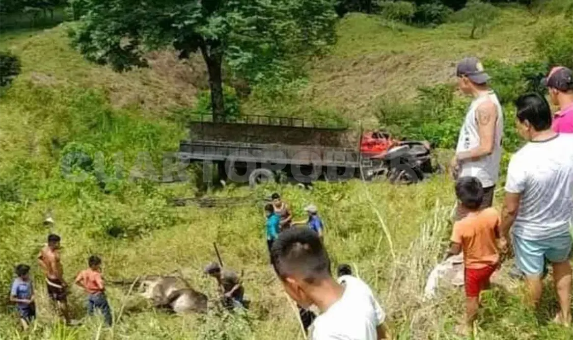 Termina al fondo de barranco tráiler que transportaba ganado