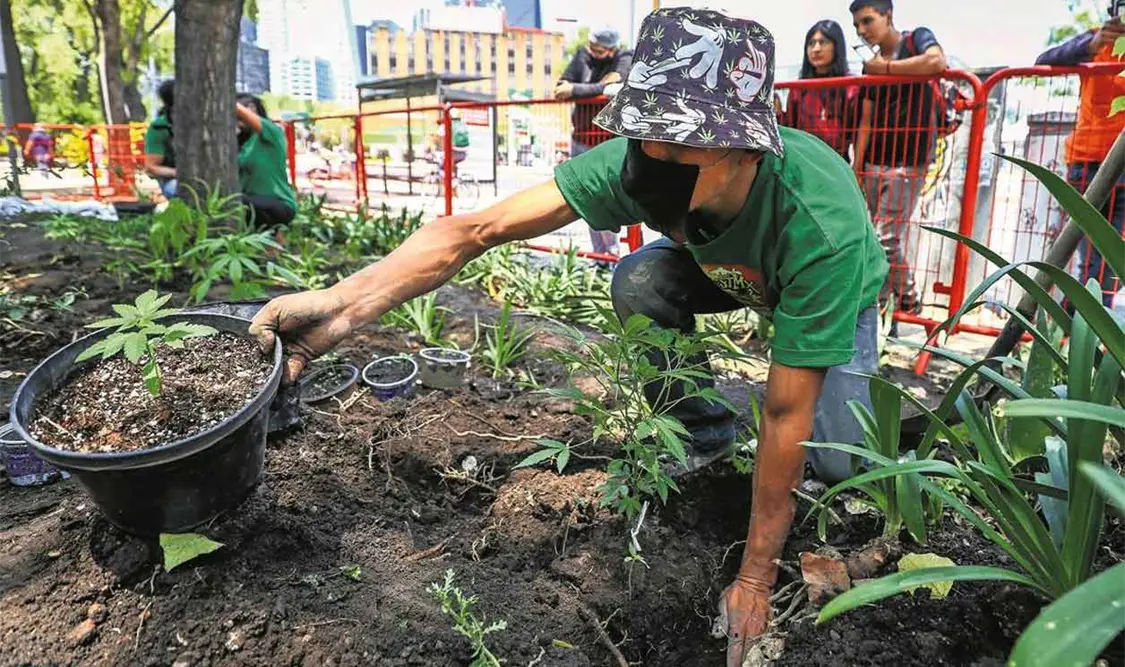 Reactivarían discusión acerca del cannabis