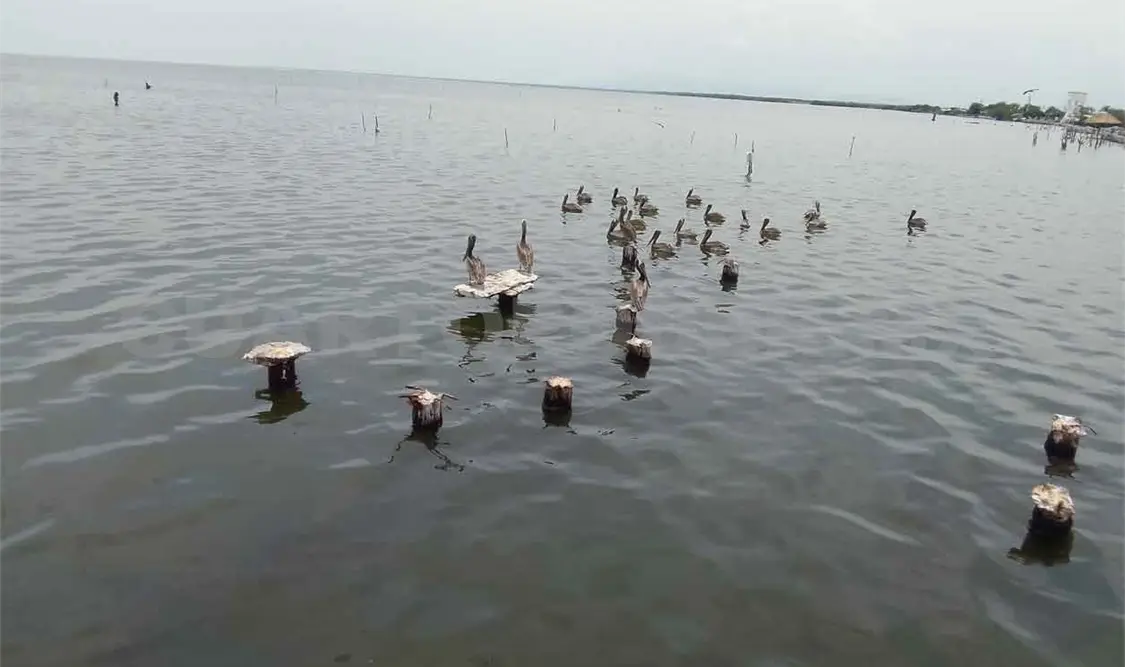 Garzas en riesgo por ataques de pescadores