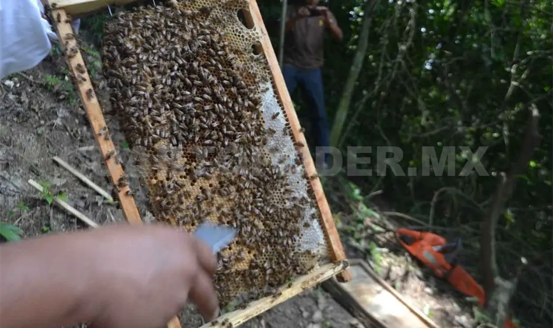 Productores apícolas están sin certificación