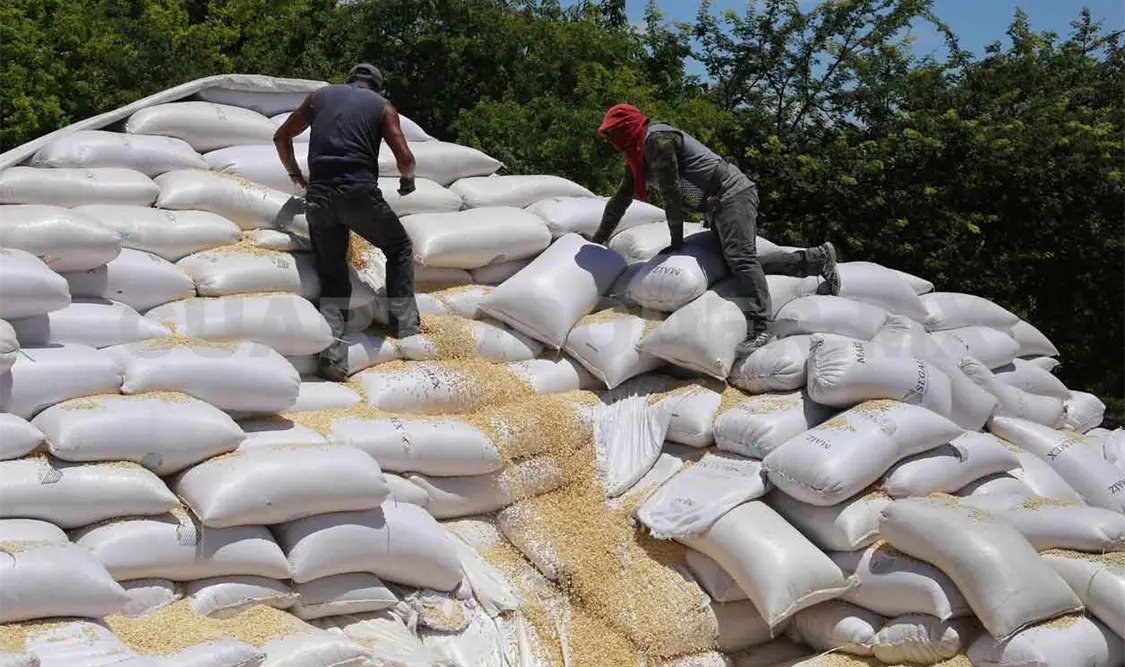 Producción agrícola alcanzó los 17 mil 947 mdp