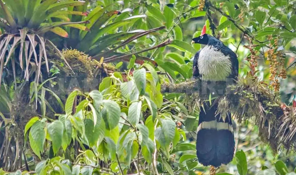 El Triunfo, corazón selvático de Chiapas