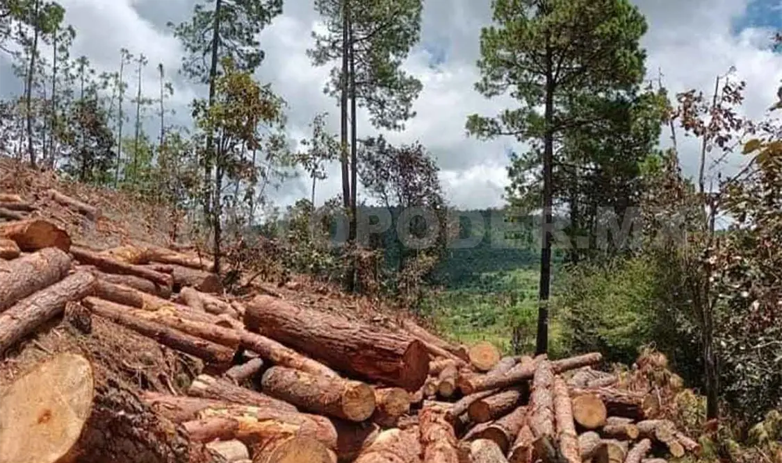 Denuncian ecocidio en parque ecológico de SCLC