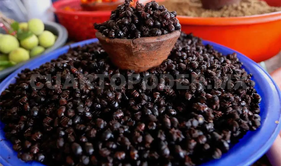 Consumo de insectos conllevaría beneficios