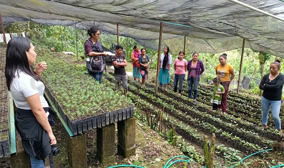 Rescatan biodiversidad del volcán Tacaná con plantas