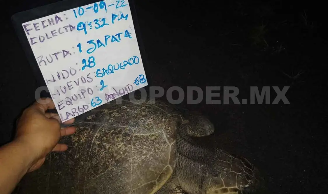 Urgen más operativos ante depredadores de tortugas