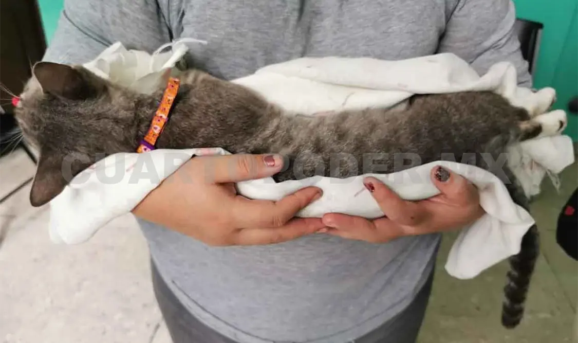 Denuncian envenenamiento de perros y gatos