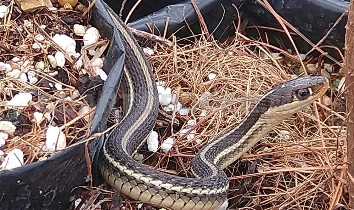 Humedal La Ciénega, refugio de serpientes