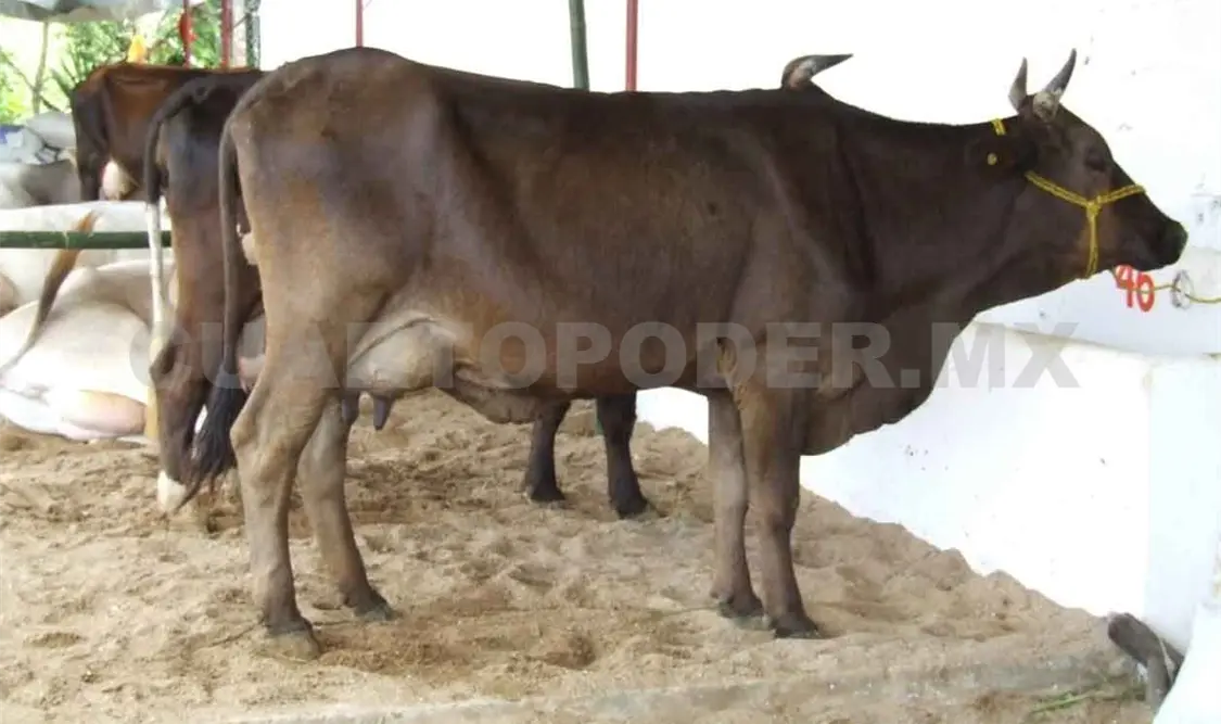 Producción pecuaria se mantiene estable