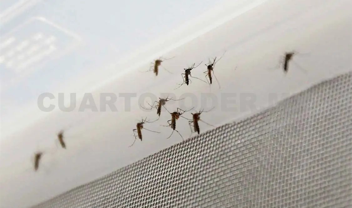 Reaparecen casos positivos de zika