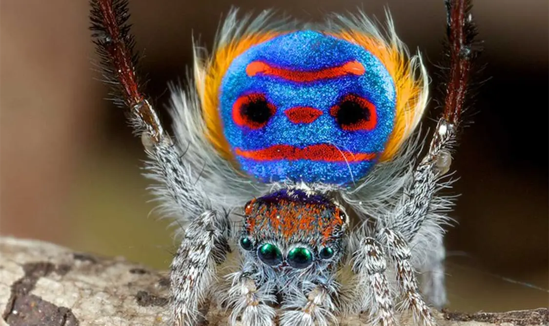 Todo sobre las arañas