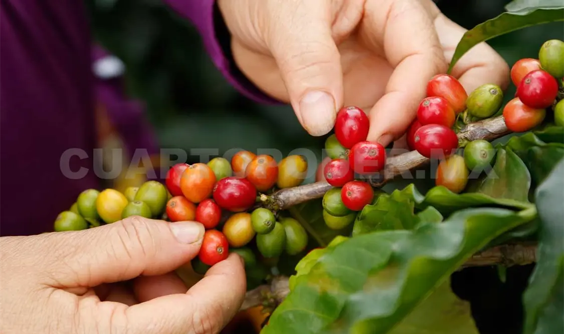 En la producción de productos agropecuarios, Chiapas destaca en el de café cereza a nivel nacional. Cortesía