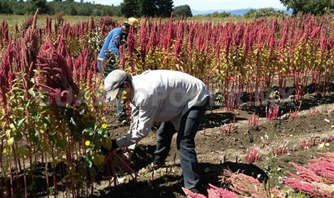 Los técnicos del Cimmyt impulsan el cultivo de amaranto entre los productores con los que trabajan en Chiapas. Cortesía