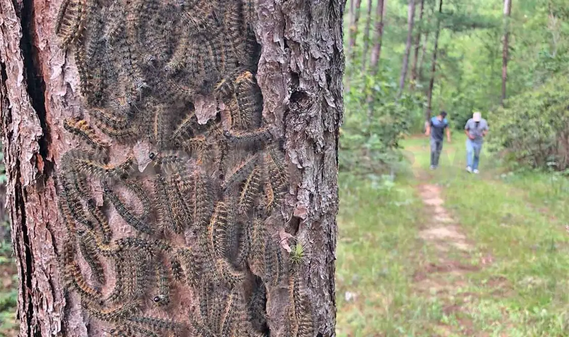 Detectan y combaten plaga forestal en Jitotol