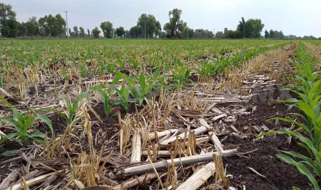 Carbono en suelos protege del cambio climático