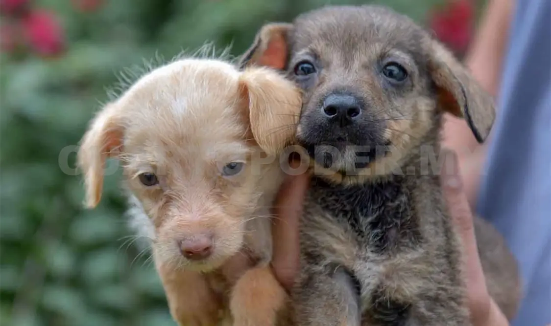 Realizarán feria de adopciones en Copoya