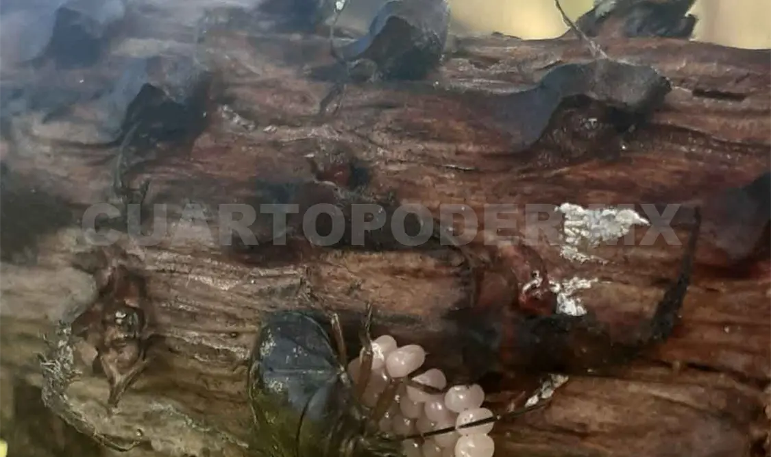 Detectan plaga forestal en Las Margaritas