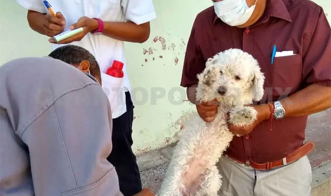 Aplicarán 200 mil dosis de vacunas contra la rabia