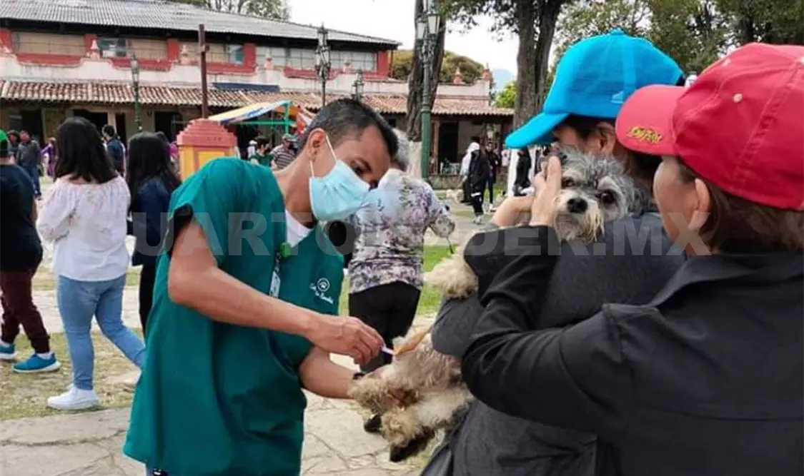 Continúa vacunación antirrábica canina