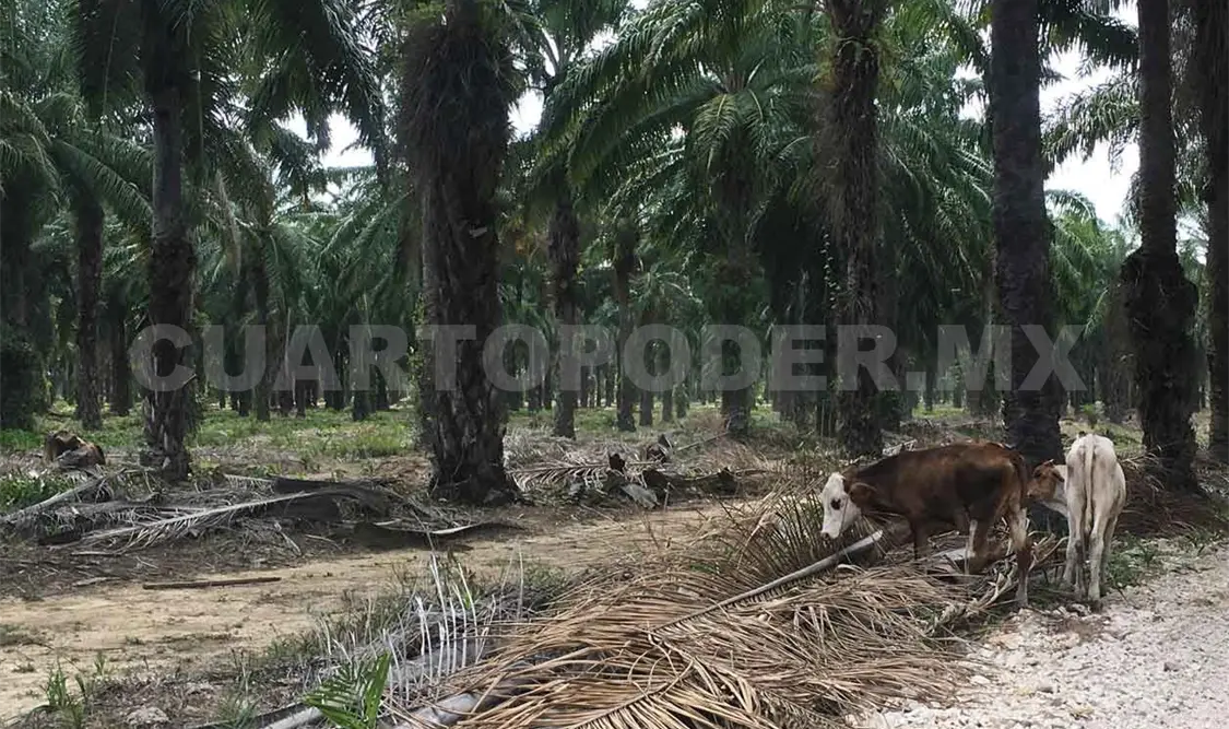 Detallan impacto del cultivo de la palma de aceite