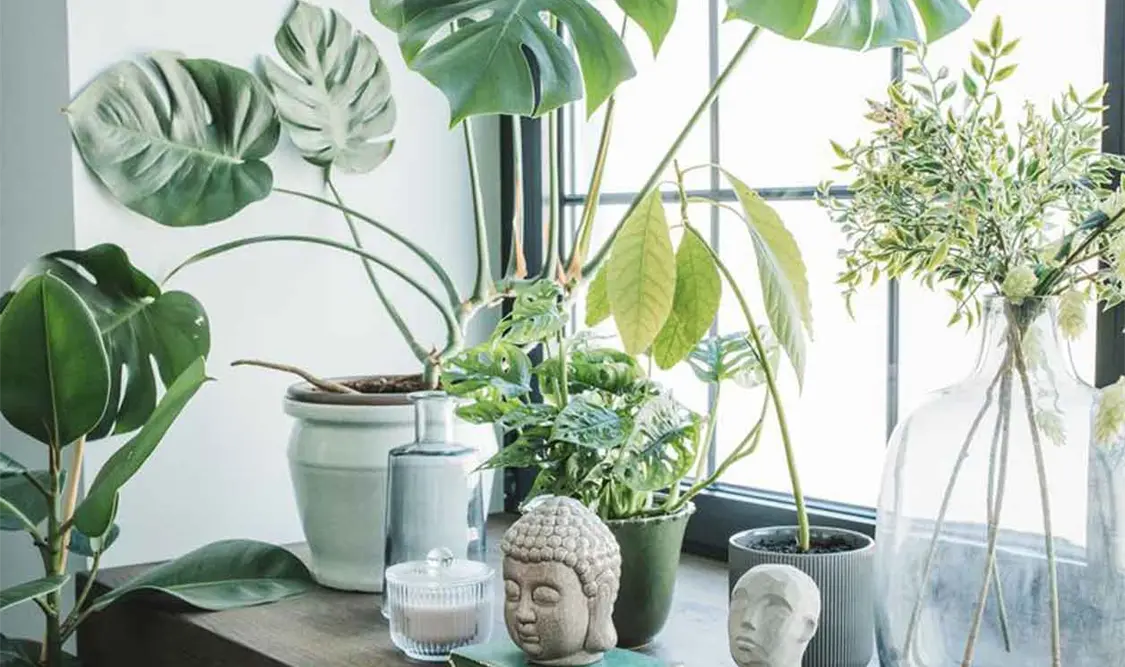 Ideas para decorar con plantas de interior