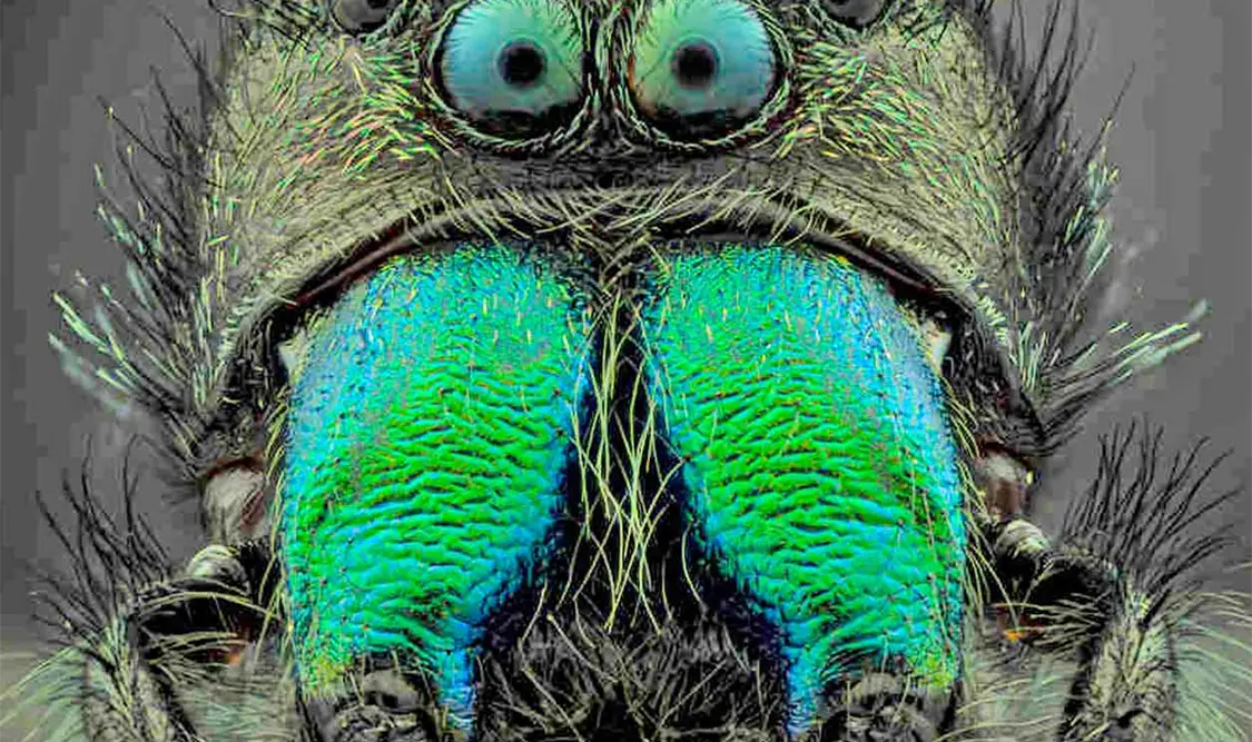 Ganan Concurso Nacional de Fotografía de Naturaleza