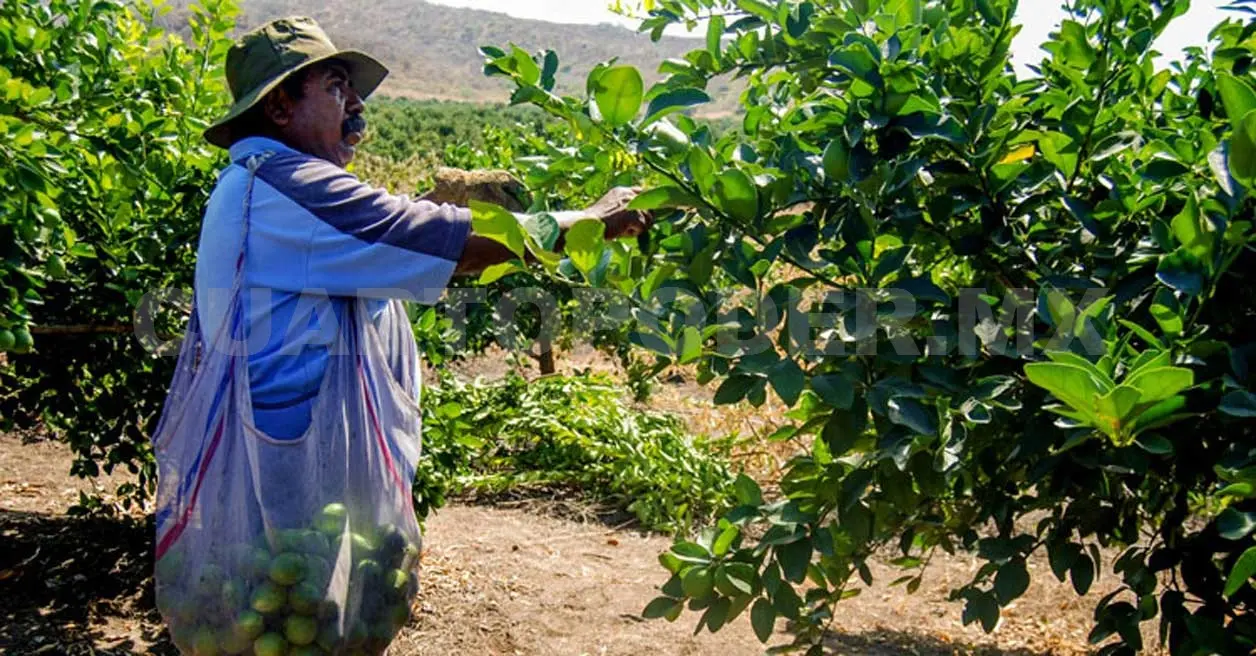 Los investigadores trabajan con productores de pequeña y mediana escala para que mejoren sus cultivos. Cortesía