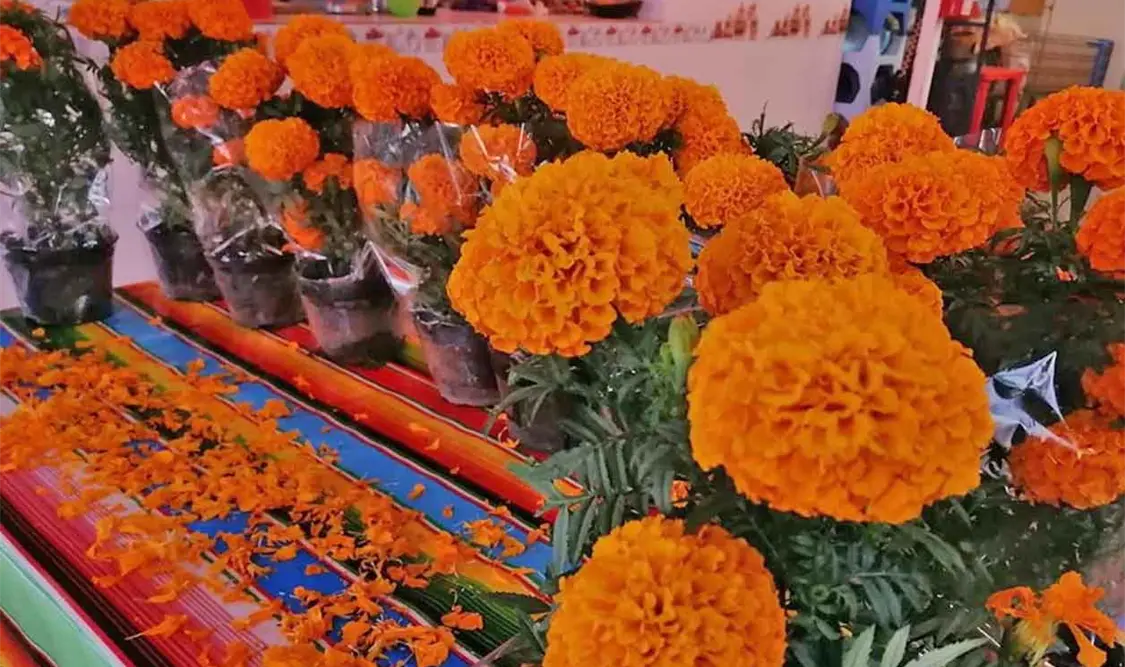 Esperan producción “histórica” de flor de cempasúchil