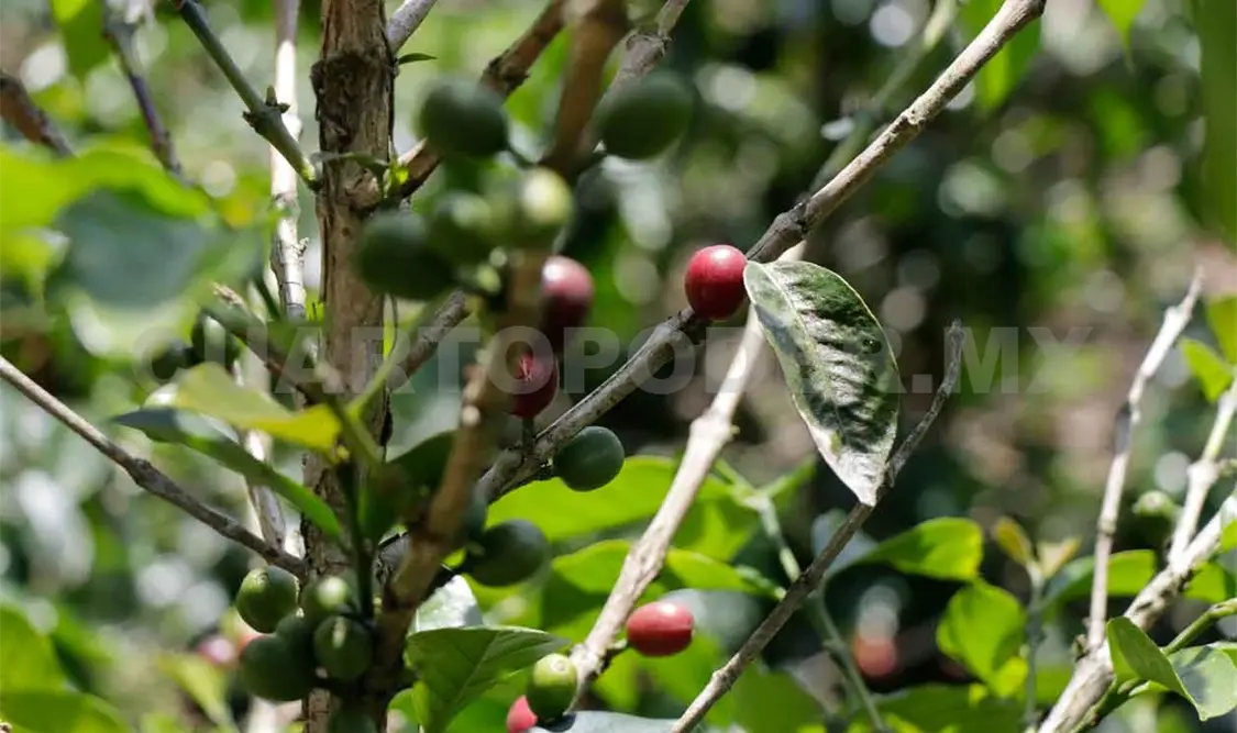 Falta asociatividad entre productores de café: Sagyp