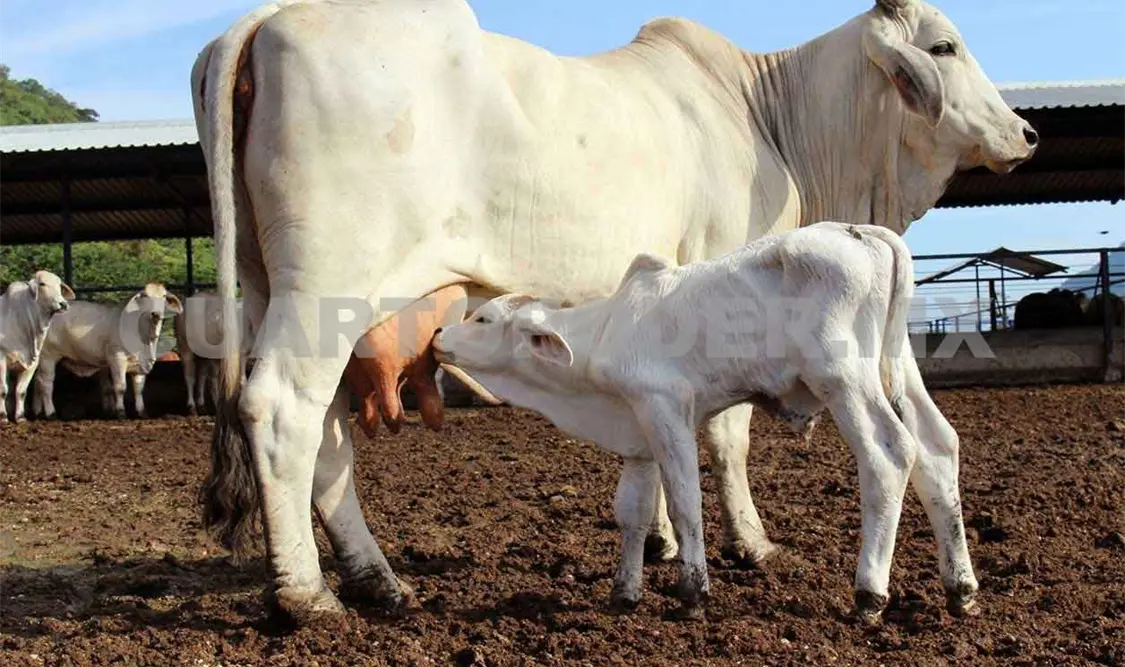 Baja el precio de leche en Tonalá