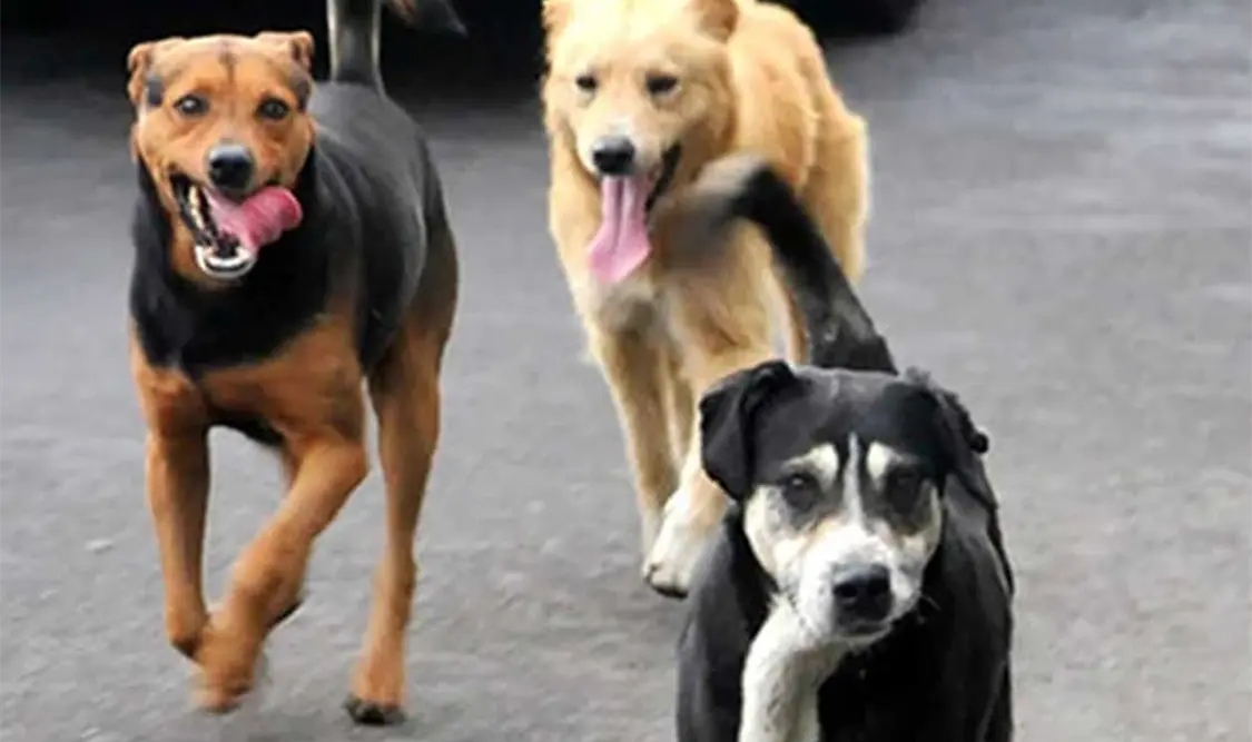 Uno de los principales motivos del abandono es el comportamiento del animal.Cortesía