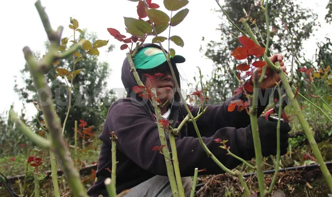 A pesar de los esfuerzos de los gobiernos en algunas regiones del país, las mujeres del campo padecen carencia. Diego Pérez / CP