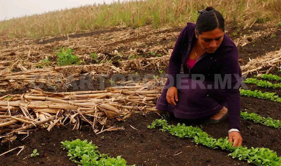 Producción agrícola afectada por el cambio climático