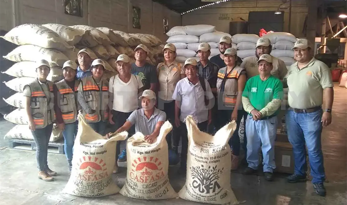 Cacao criollo de Chiapas conquista a paises europeos