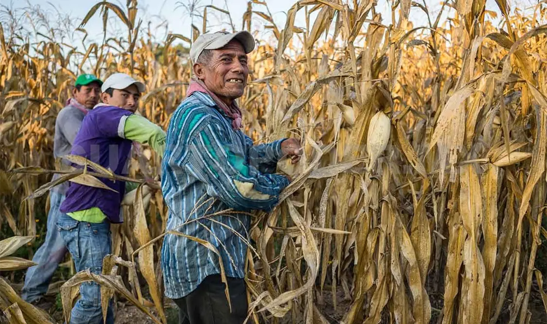 La milpa convencional ya no es redituable