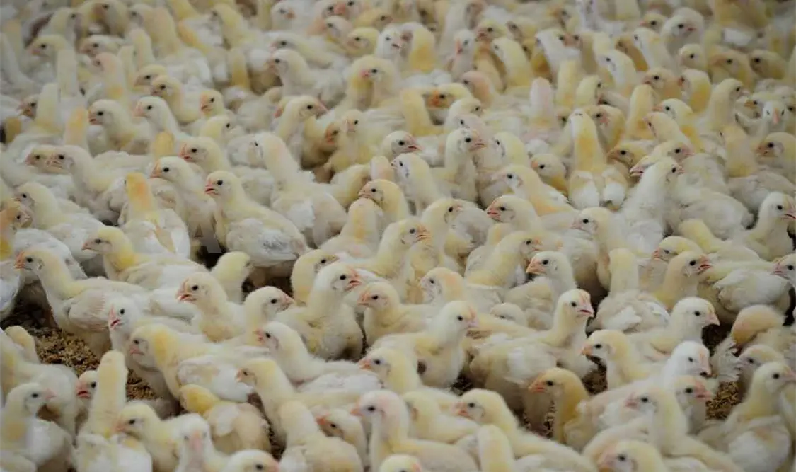 Detectan brotes de influenza aviar