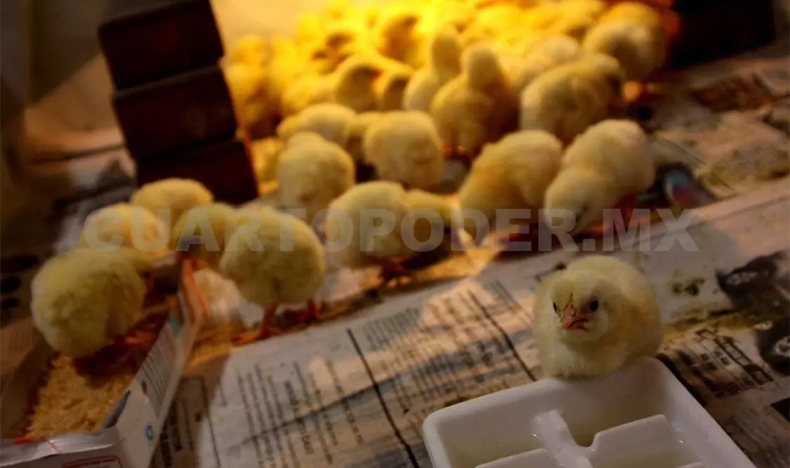 Productores avícolas colaboran con autoridades