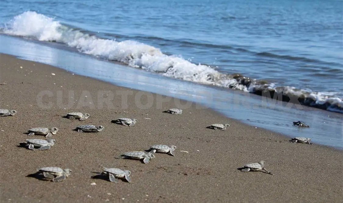 Se realizará festival de la tortuga marina