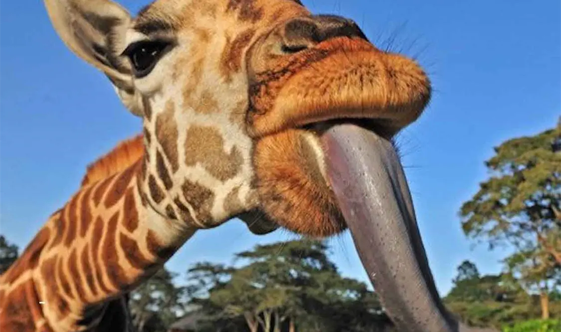 Las jirafas, animales increíbles