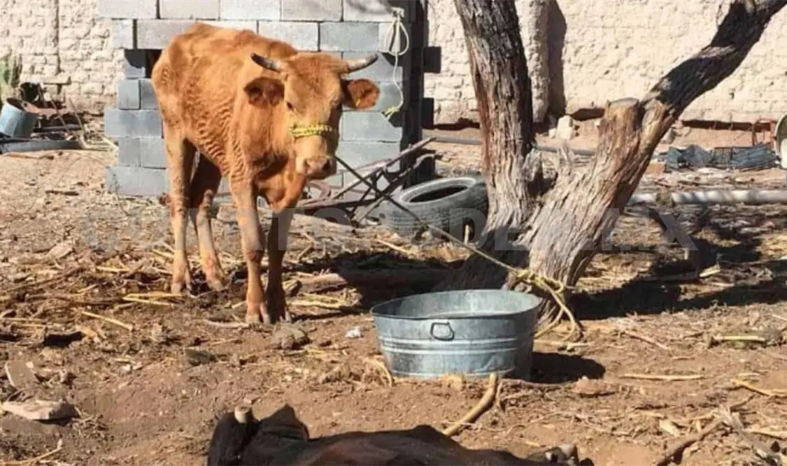 Hacen un llamado urgente para erradicar esta enfermedad. Diego Pérez / CP