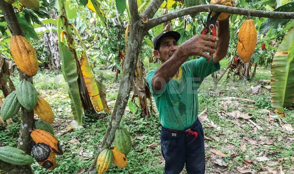 Necesario autosuficiencia en producción de cacao