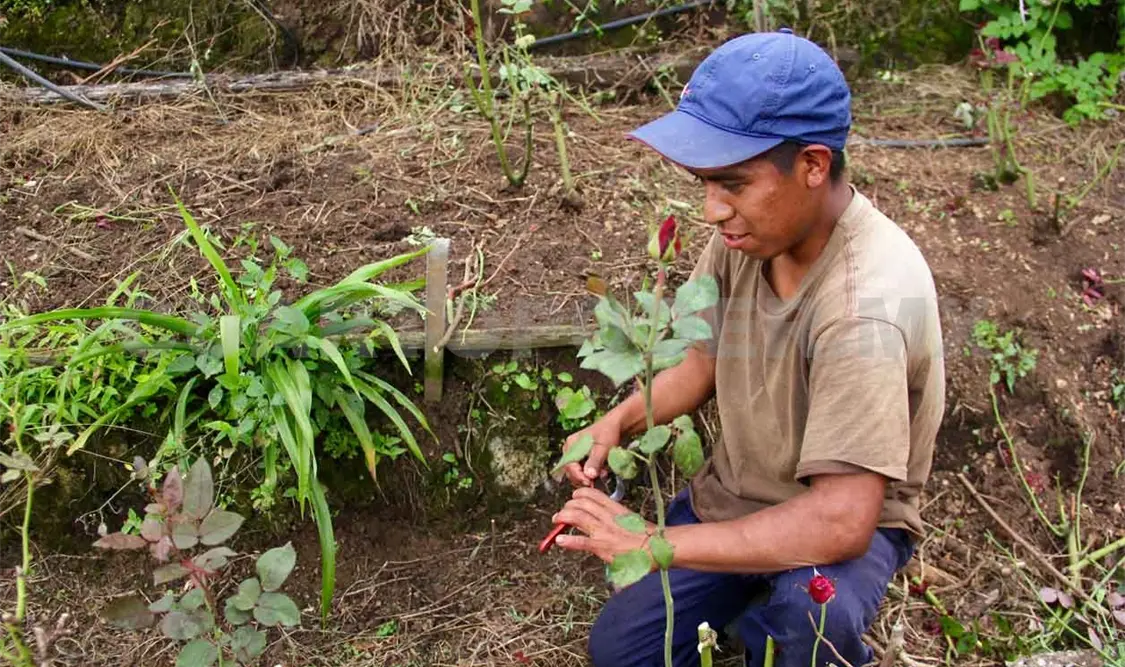 Jóvenes siguen emigrando al norte de México y EUA