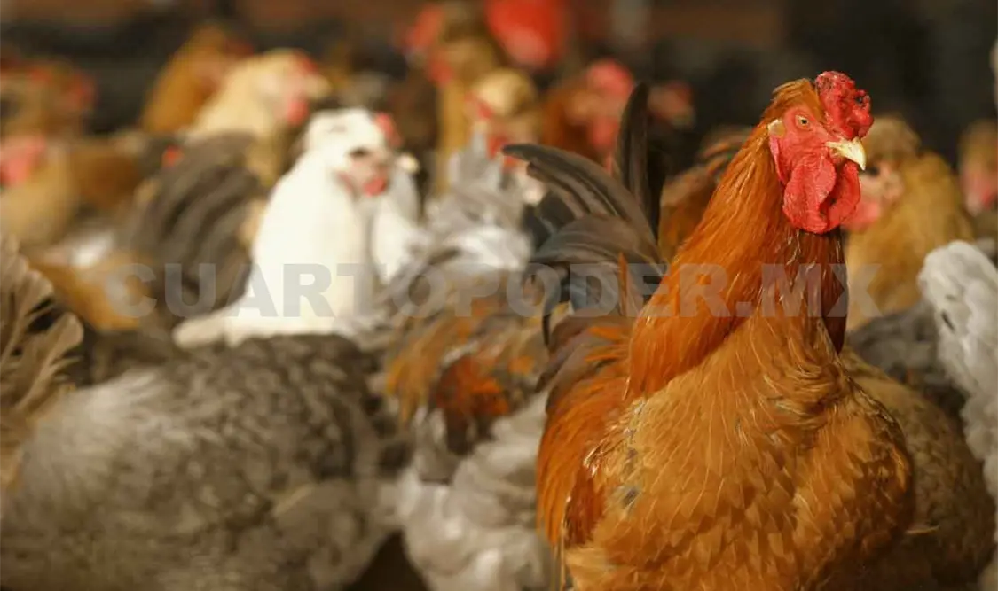 Restringen movilización de productos avícolas