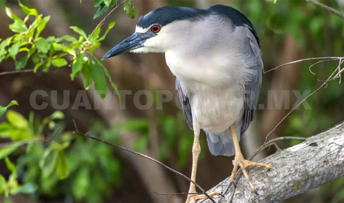 Restringen acceso de aves silvestres ante casos de gripe