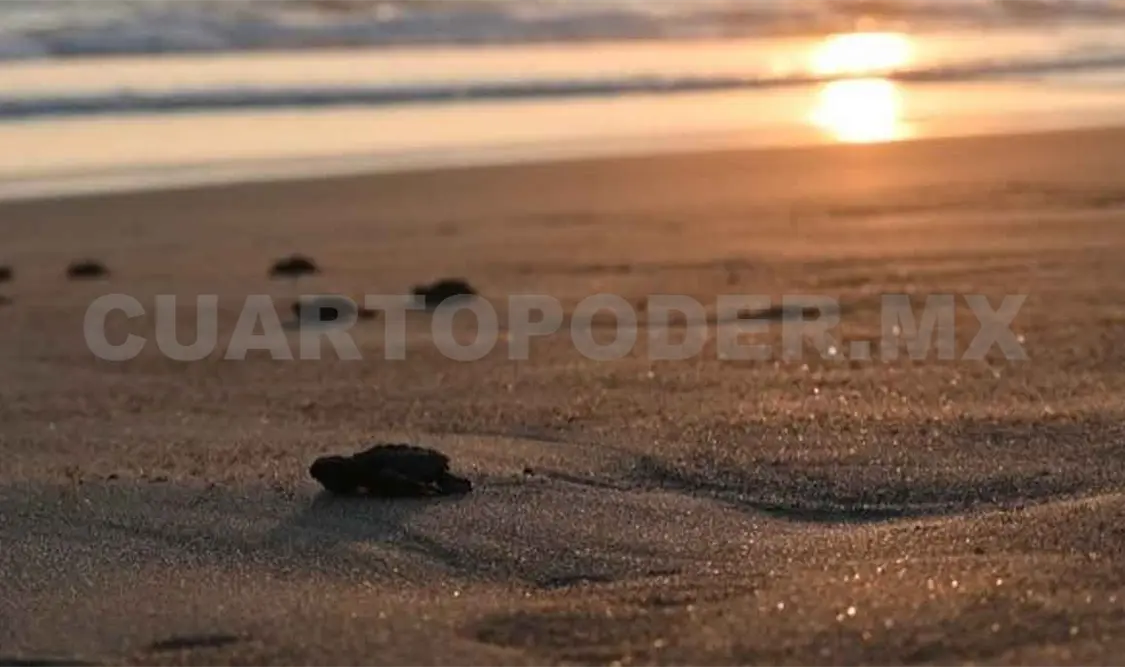 Exitosa liberación de tortugas golfinas en el “Tortufest 2022”