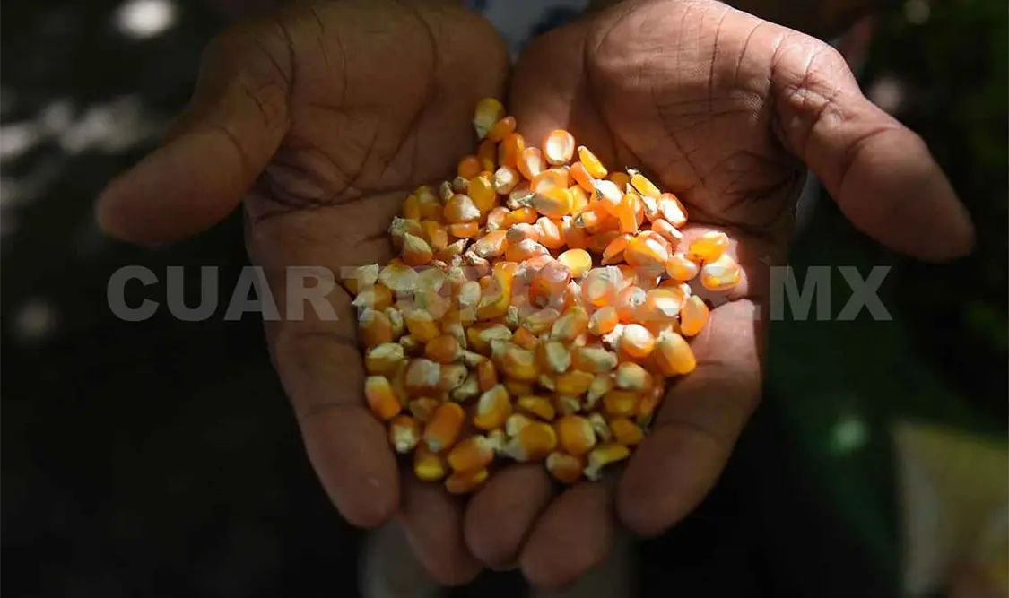 Micotoxinas de maíz pueden sobrevivir la nixtamalización