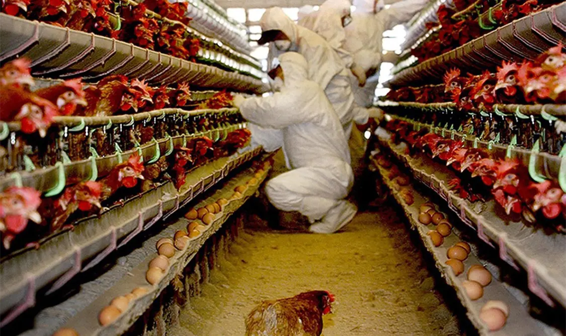 Francia decreta el confinamiento de aves